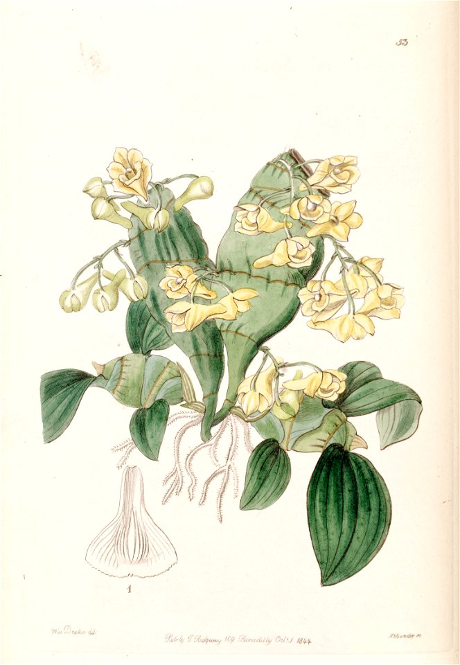 Dendrobium compressum - Edwards vol 30 (NS 7) pl 53 (1844)
