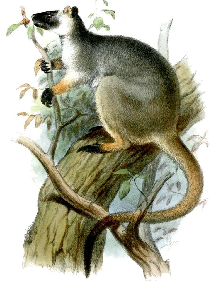 Dendrolagus lumholtzi