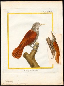 Dendrocolaptes picus - 1700-1880 - Print - Iconographia Zoologica - Special Collections University of Amsterdam - UBA01 IZ19200231