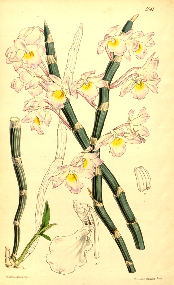 Dendrobium crepidatum