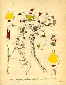 Dendrobium crystallinum - Dendrobium gratiosissimum- Xenia 2-193 (1874). Free illustration for personal and commercial use.