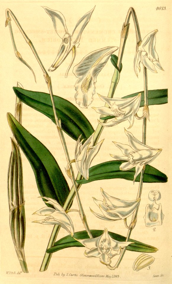 Dendrobium crumenatum - Curtis' 69 (N.S. 16) pl. 4013 (1843)