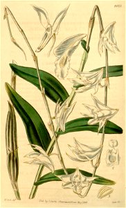 Dendrobium crumenatum - Curtis' 69 (N.S. 16) pl. 4013 (1843)