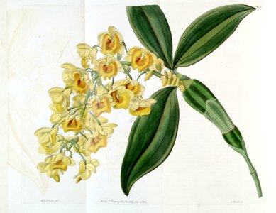 Dendrobium densiflorum - Edwards vol 21 pl 1828 (1836). Free illustration for personal and commercial use.