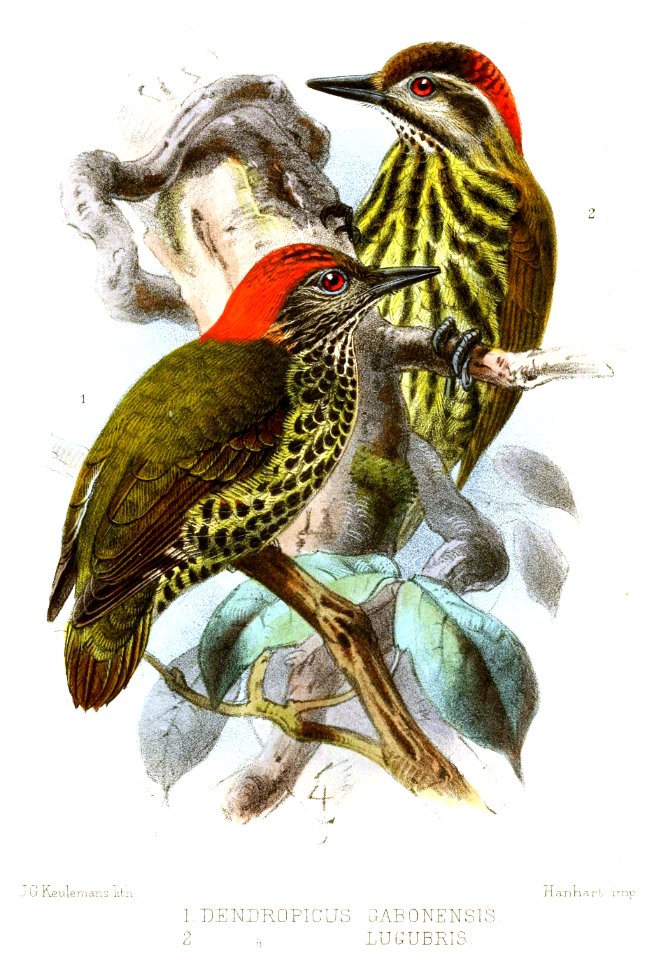 DendropicusKeulemans