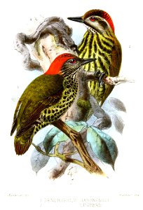 DendropicusKeulemans