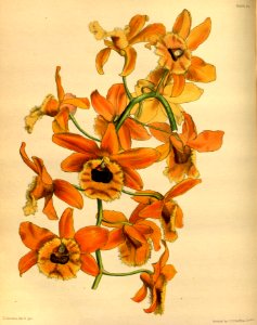 Dendrobium fimbriatum var. oculatum Paxton 084