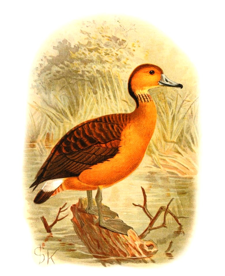 Dendrocygna bicolor 1921