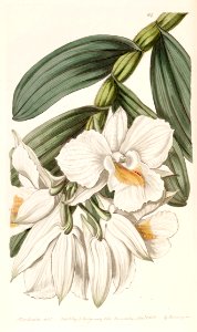 Dendrobium formosum - Edwards vol 25 (NS 2) pl 64 (1839)