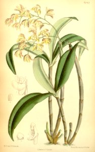 Dendrobium gracilicaule - Curtis' 115 (Ser. 3 no. 45) pl 7042 (1889)
