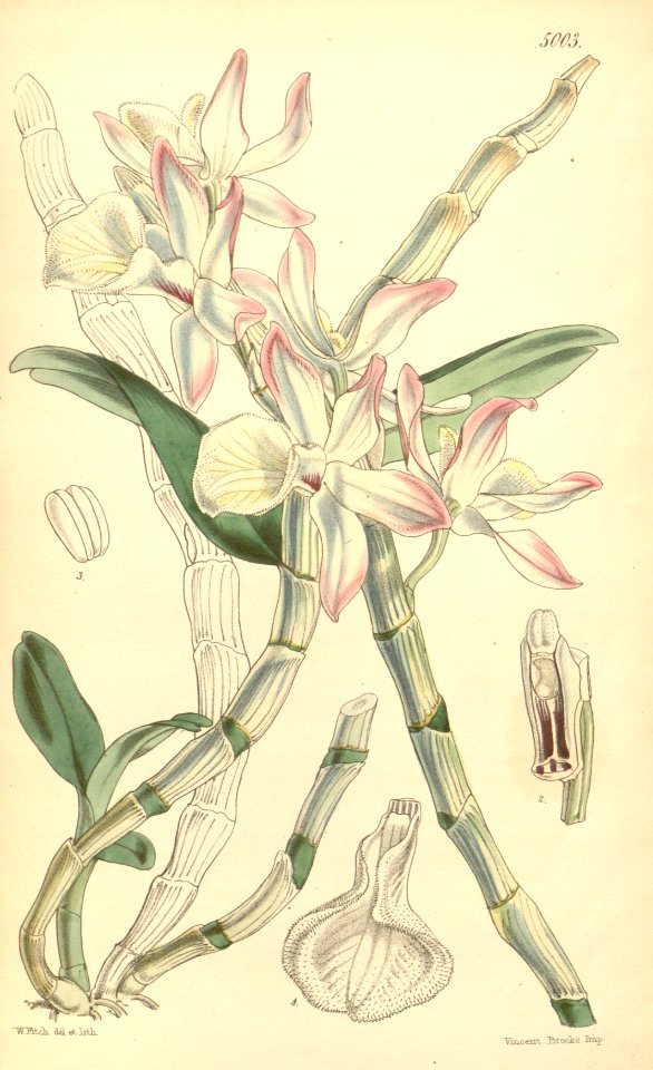 Dendrobium polyanthum (as Dendrobium nobile var. pallidiflorum) - Curtis' 83 (Ser. 3 no. 13) pl. 5003 (1857)