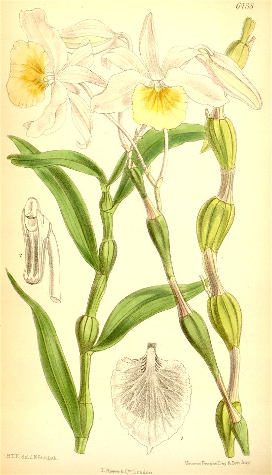 Dendrobium findleyanum