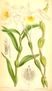 Dendrobium findleyanum