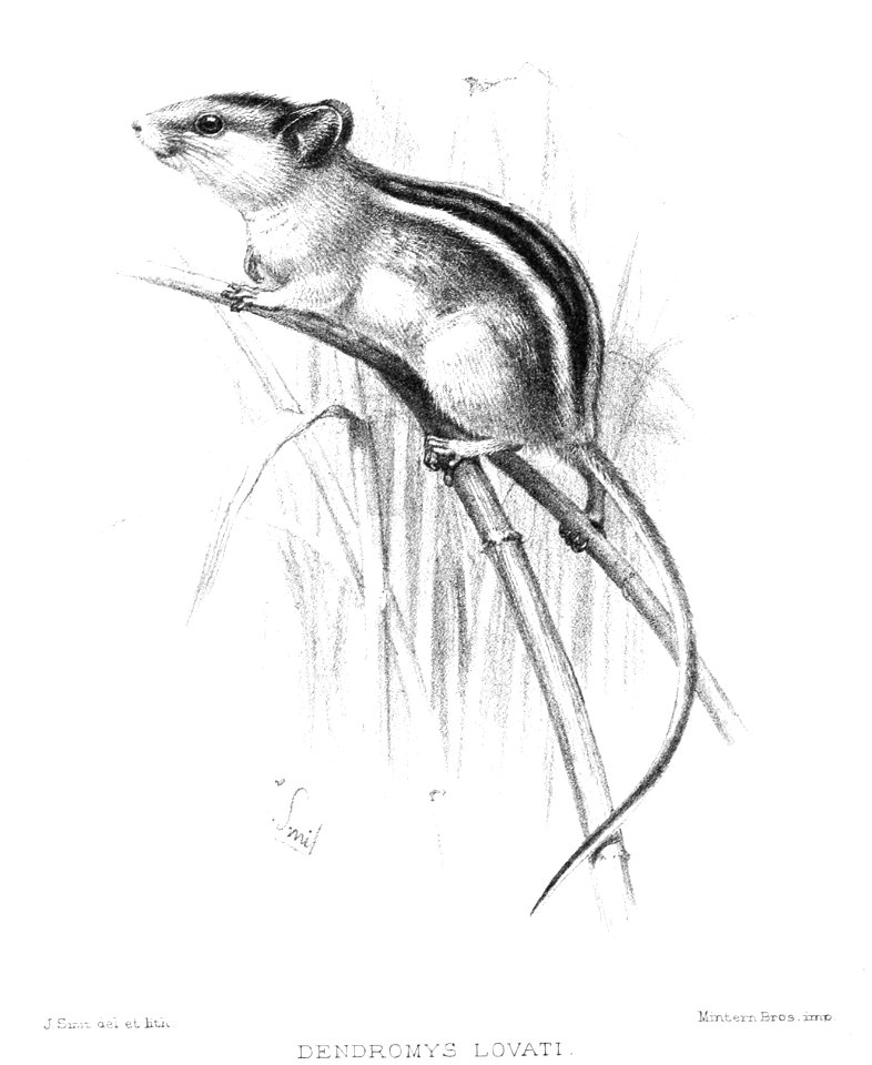 DendromysLovatiSmit