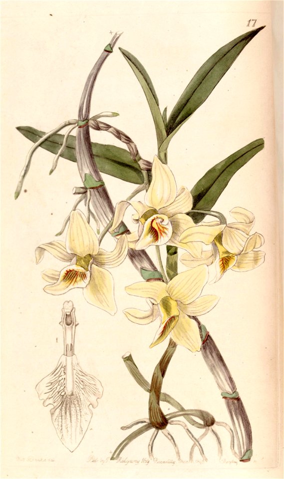 Dendrobium heterocarpum (as Dendrobium rhombeum) - Edwards vol 29 (NS 6) pl 17 (1843)