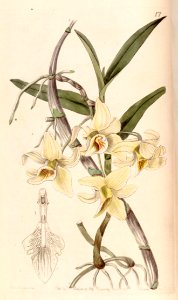 Dendrobium heterocarpum (as Dendrobium rhombeum) - Edwards vol 29 (NS 6) pl 17 (1843). Free illustration for personal and commercial use.