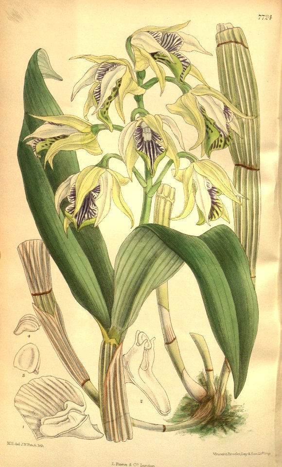 Dendrobium hodgkinsonii (spelled Dendrobium hodgkinsoni) - Curtis' 126 (Ser. 3 no. 56) pl. 7724 (1900)