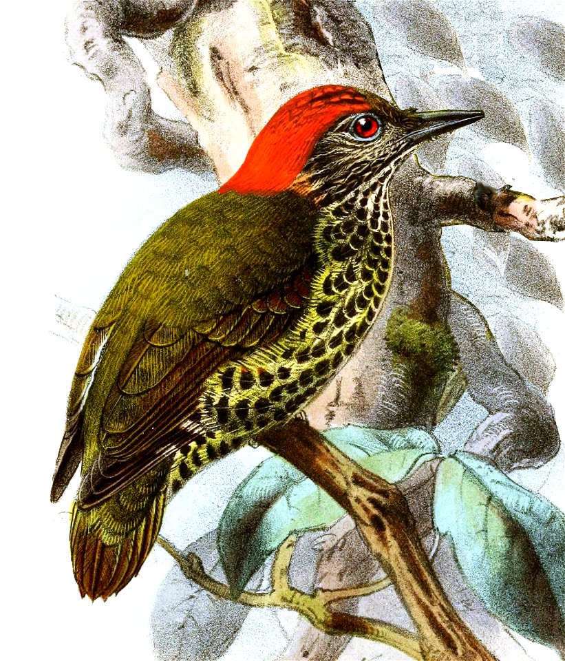 Dendropicos gabonensis Keulemans