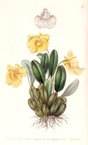 Dendrobium jenkinsii - Edwards vol 25 (NS 2) pl 37 (1839)