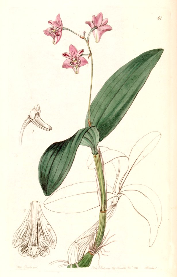 Dendrobium kingianum - Edwards vol 31 (NS 8) pl 61 (1845)