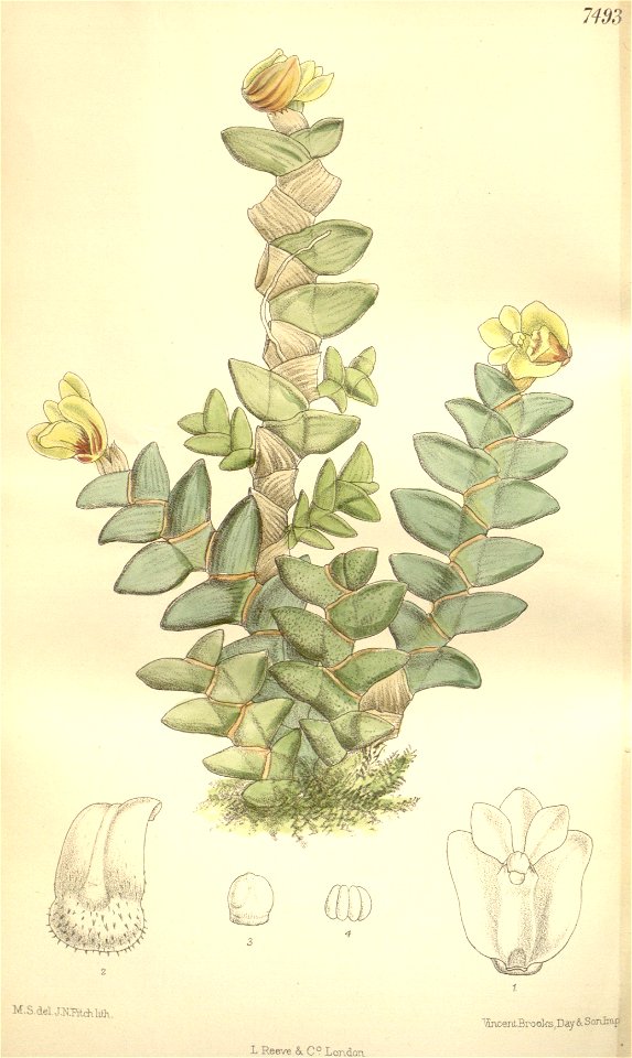 Dendrobium leonis - Curtis' 122 (Ser. 3 no. 52) pl 7493 (1896)