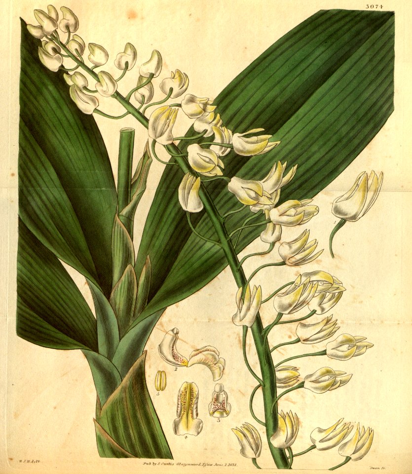 Dendrobium speciosum - Curtis' 58 (N.S. 5) pl.3074 (1831)