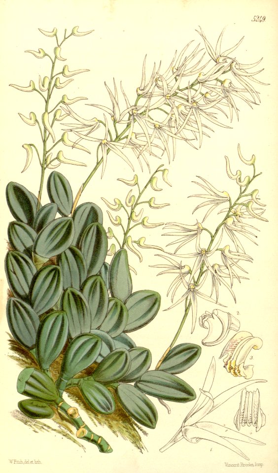 Dendrobium linguiforme (spelled linguaeforme) (Dockrillia linguiforme) - Curtis' 87 (Ser. 3 no. 17) pl. 5249 (1861)