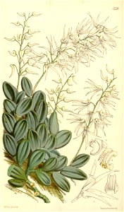 Dendrobium linguiforme (spelled linguaeforme) (Dockrillia linguiforme) - Curtis' 87 (Ser. 3 no. 17) pl. 5249 (1861)