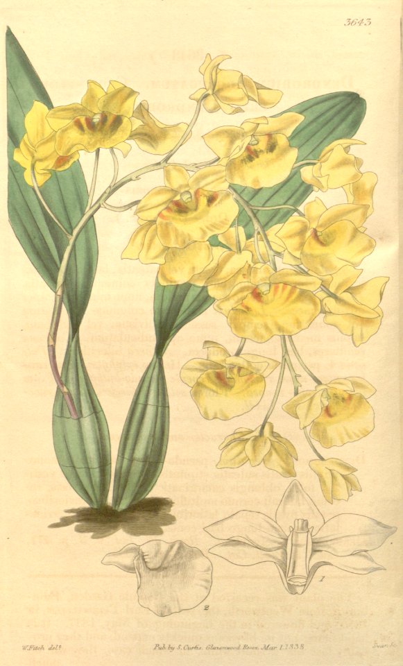 Dendrobium lindleyi (as Dendrobium aggregatum) - Curtis' 65 (N.S. 12) pl. 3643 (1839)