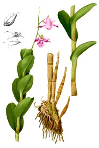 Dendrobium taurinum Blanco2.429-cropped