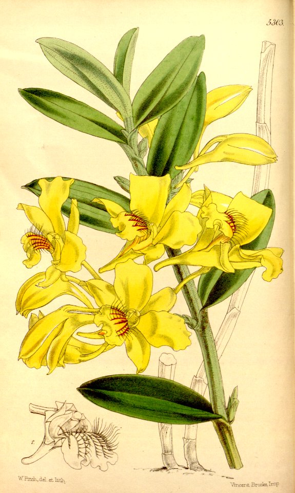 Dendrobium lowii - Curtis' 88 (Ser. 3 no. 18) pl. 5303 (1862)