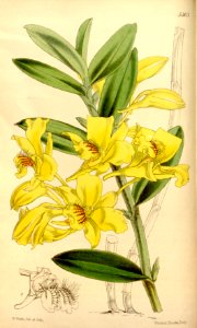 Dendrobium lowii - Curtis' 88 (Ser. 3 no. 18) pl. 5303 (1862)