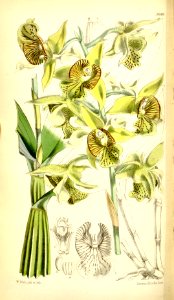 Dendrobium macrophyllum (as Dendrobium macrophyllum, var. veitchianum) - Curtis' 93 (Ser. 3 no. 23) pl. 5649 (1867)