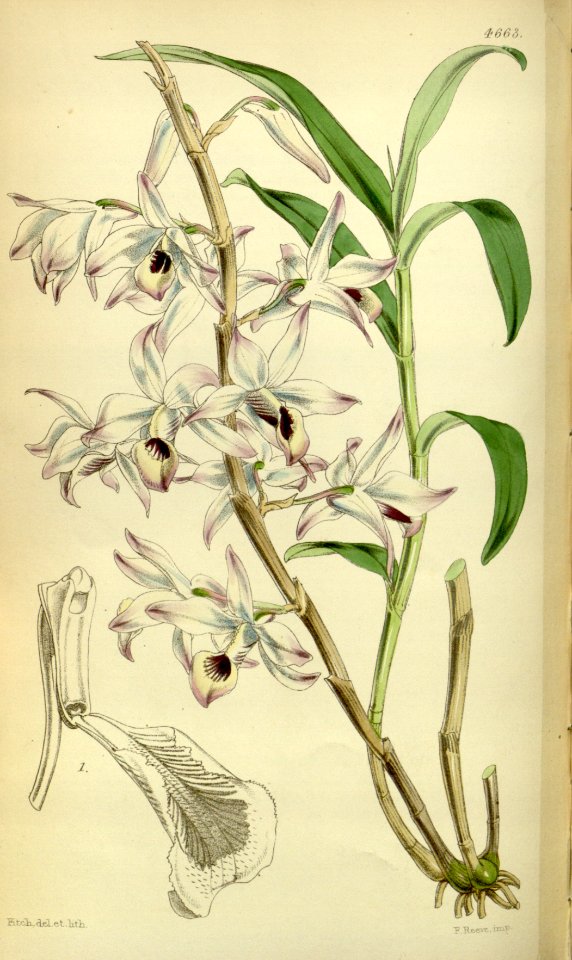 Dendrobium transparens - Curtis' 78 (Ser. 3 no. 8) pl. 4663 (1852)
