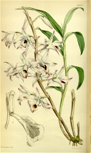 Dendrobium transparens - Curtis' 78 (Ser. 3 no. 8) pl. 4663 (1852)
