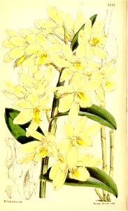 Dendrobium luteolum. Free illustration for personal and commercial use.