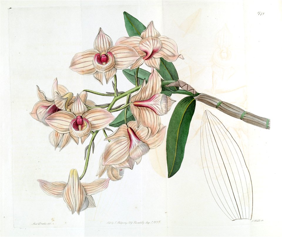 Dendrobium moschatum (as syn. ''Dendrobium cupreum'') - Edwards vol 21 pl 1779 (1836)