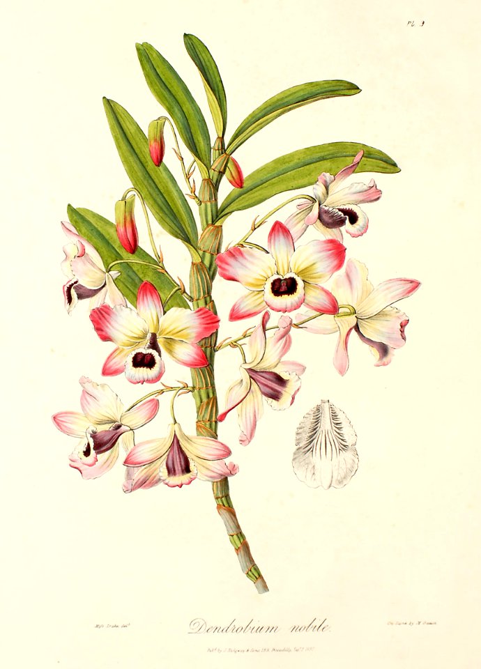 Dendrobium nobile111