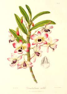 Dendrobium nobile111