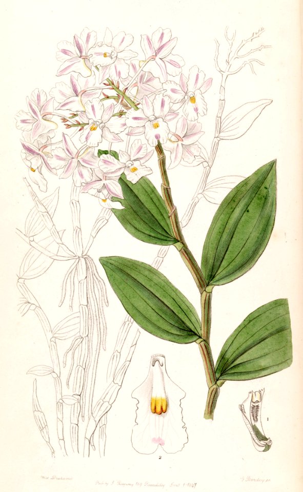 Dendrobium mutabile (as Dendrobium triadenium) - Edwards vol 33 (NS 10) pl 1 (1847)