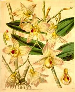 Dendrobium moschatum - Curtis' 67 (N.S. 14) pl. 3837 (1841)