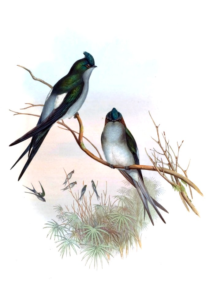 DendrochelidonKlechoGould