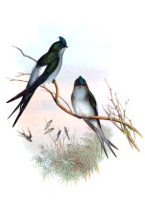 DendrochelidonKlechoGould