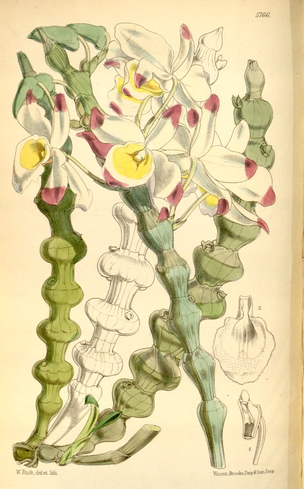 Dendrobium pendulum (as Dendrobium crassinode) - Curtis' 95 (Ser. 3 no. 25) pl. 5766 (1869)