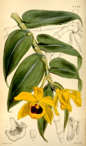Dendrobium ochreatum (as Dendrobium cambridgeanum) - Curtis' 75 (Ser. 3 no. 5) pl. 4450 (1849). Free illustration for personal and commercial use.