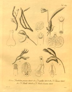 Dendrobium parcum-Dendrobium capillipes-Dendrobium johannis-Dendrobium gouldii - Xenia 2-169 (1874). Free illustration for personal and commercial use.