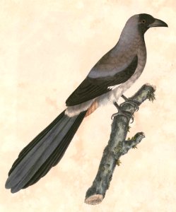Dendrocitta formosae Hardwicke
