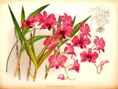 Dendrobium phalaenopsis435566