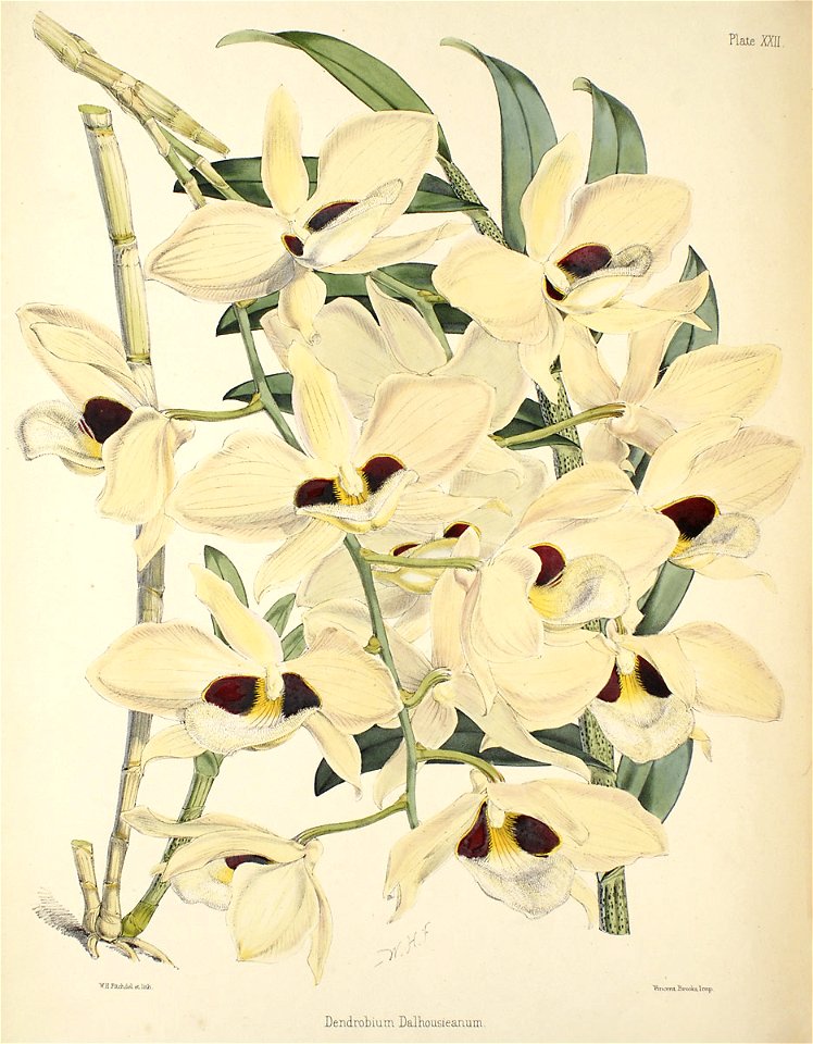 Dendrobium pulchellum (as D. dalhousieanum) - Warner, Williams - Select orch. plants 1, pl. 22 (1862-1865)