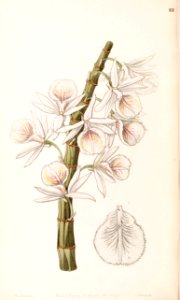 Dendrobium polyanthum (as Dendrobium cretaceum) - Edwards vol 33 (NS 10) pl 62 (1847)